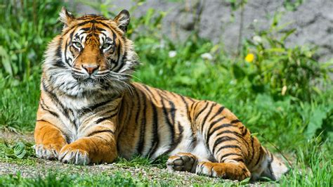 Wallpaper Animals Tiger Wildlife Big Cats Zoo Jungle Fauna