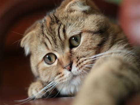Cho chang if you're a fan of harry potter, you'll recognize this name as a ravenclaw, quidditch player, and harry's girlfriend (briefly). 8 Most Popular Cat Breeds in India