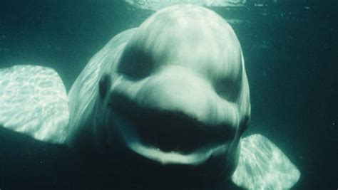 Noc The White Beluga Whale Amazed Scientists By Talking