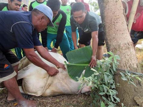 Bagaimana pendapat ulama soal larangan memotong kuku dan rambut untuk orang yang akan sementara dalam sebuah hadis, terdapat penjelasan perihal hukum memotong kuku dan rambut. Memahami secara Lengkap Hadits Larangan Potong Rambut dan ...
