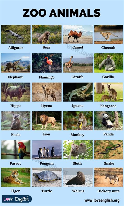 Zoo Animals Pictures With Names
