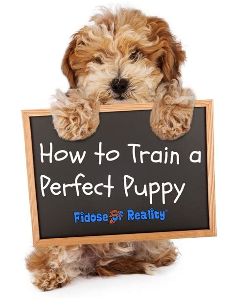 How To Train A Perfect Puppy Fidose Of Reality Puppies Dog