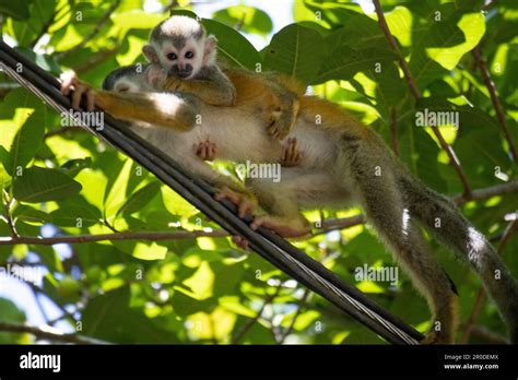 Costa Rican Squirrel Monkey Stock Photo - Alamy