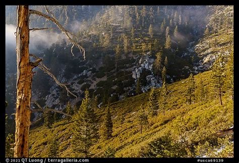 Picturephoto San Gorgonio Mountain Slopes With Forest Sand To Snow