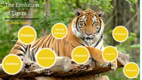 Evolution Of Tiger By Dallis Davis