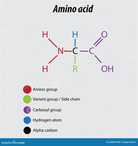 Amino Acid Labeled Diagram Vector Illustration Drawing Biochemistry