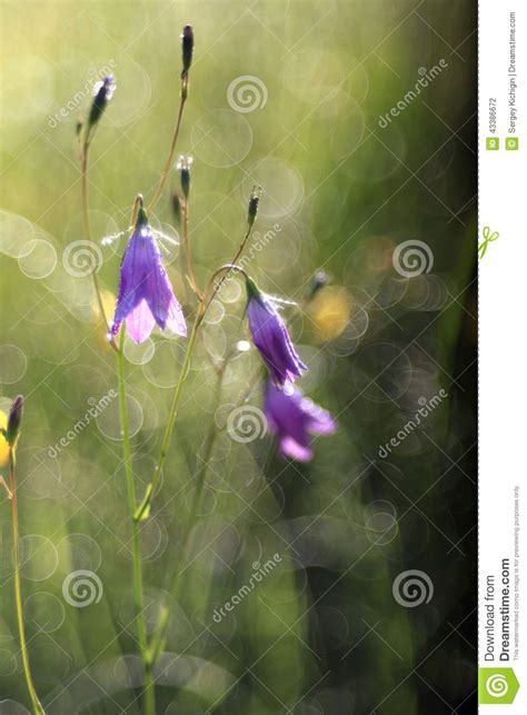 Wild Flowers Bluebells Spring Summer Stock Photo Image
