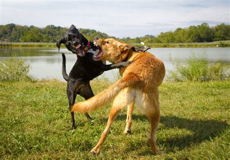 Tips Para Separar A Dos Perros Que Se Están Peleando Eva Happy Dog