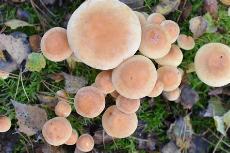 Free Images Nature Produce Autumn Fungus Mushrooms Agaric