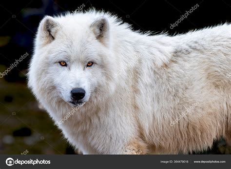 Welt Der Tiere Sonstige Sammeln And Seltenes Polarwolf Auf Led