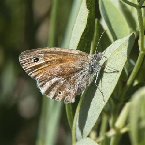 The Common Ringlets Lessons On Species Boundaries Colorado Arts And