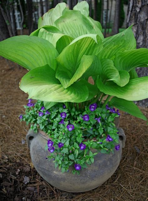 Hosta In Containers Container Gardening Container Gardening Flowers