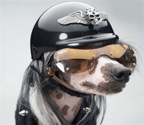 Capacete Para Cachorro 30 Modelos Para Transportá Lo Na Moto