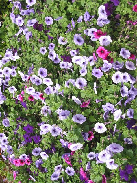 Maybe you would like to learn more about one of these? Tampa, Florida..My friend flower were just beautiful..she ...