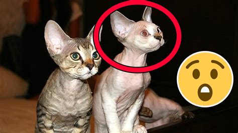 Meet The Rarest Cat Breeds In The World Cats 2021 Youtube