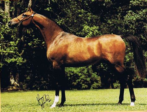 Konig Aladdinn X Koni Bask 1984 Bay Stallion Anne Finnerup Flickr