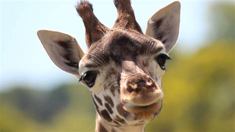 Close Up Giraffes Face 1294491 Stock Video At Vecteezy