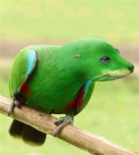 17 Best Images About Hybrids On Pinterest Ducks Parrots And Birds