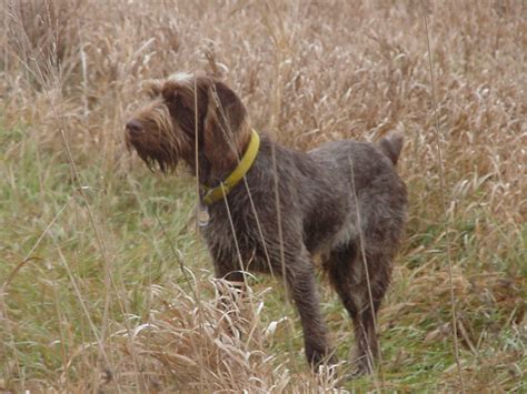They are very active and intelligent look with good behavior and temperament. Why We Love... Spinone Italiano / PetsPyjamas