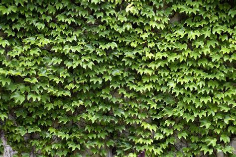 Green Ivy Growing On A Wall Free Stock Photo Public Domain Pictures