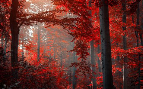 Red Autumn Forest Hd Wallpaper Background Image 1920x1200 Id