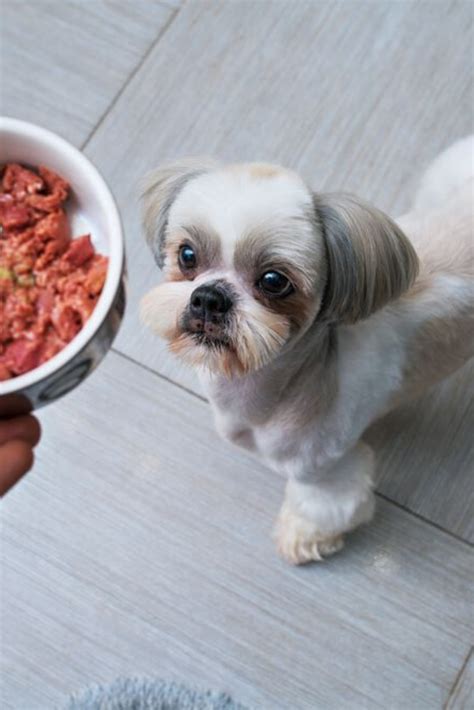 Shih Tzu Dog Getting Food From Owner At Kitchen Focus On