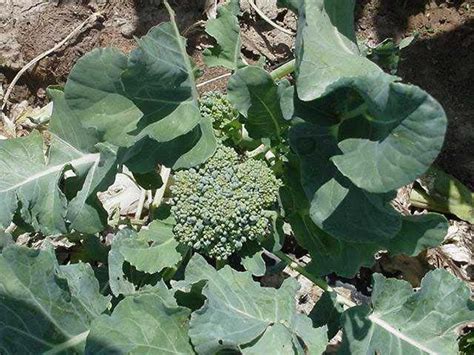 Broccoli grows tall and starts to flower in order to form seeds and complete its reproductive cycle. Broccoli - Nutritional Facts, Calories, Health Benefits ...