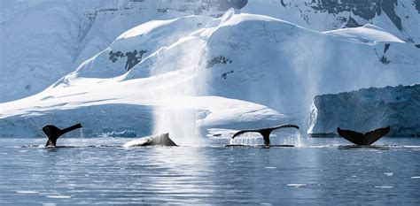 Wildlife In Antarctica Incredible Close Up Encounters