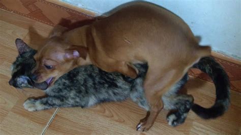 Dog Makes Love With Cat Dog And Cat Mating Video Youtube