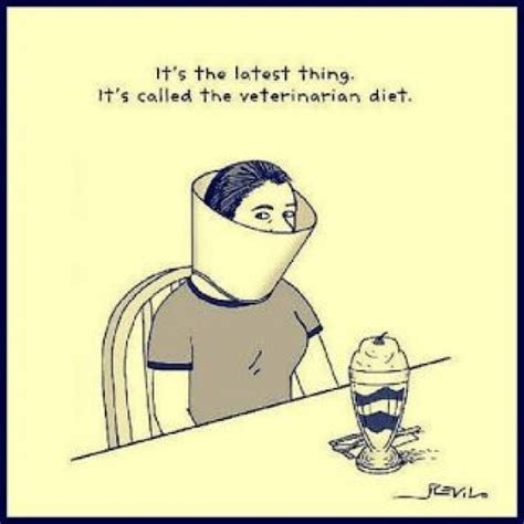 Funny Vet Diet Joke Cartoon Image Burnfat Diet Jokes Diet Humor Diet Motivation Funny