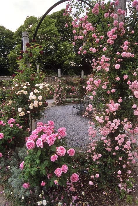Mottisfont Abbey Rose Garden Hampshire England An Awes Flickr
