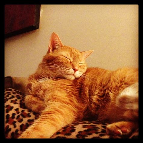 Orange Tabby Orange Tabby Cats Tabby Cat Cat Lifespan