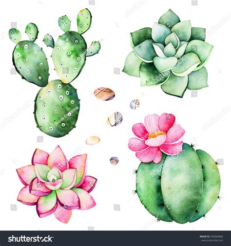 Watercolor Collection With Succulents Plantspebble Stonescactus