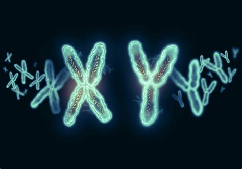 xy chromosome concept male heterogametic sex the pulse