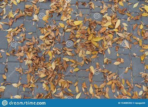 Dry Fallen Leaves On Pavement In October Stock Photo Image Of Lane