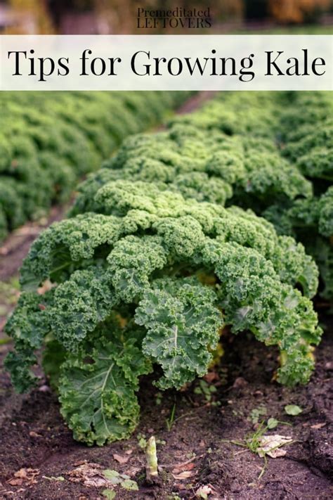 Check spelling or type a new query. Tips for Growing Kale in Your Garden including how to grow ...