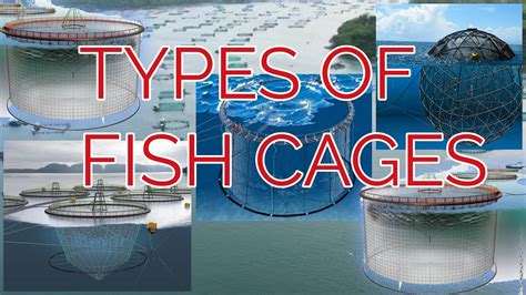 How To Start A Fish Cage Farming Types Of Cages In Aquaculture Youtube
