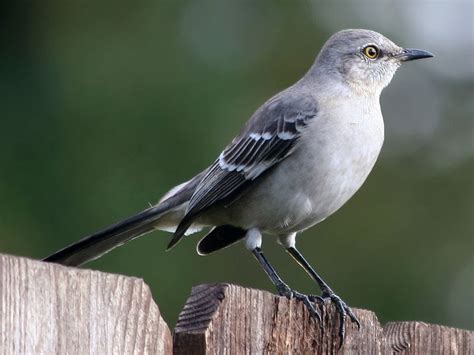 Universo Animal El Sinsonte Pájaro De Cuatrocientas Voces