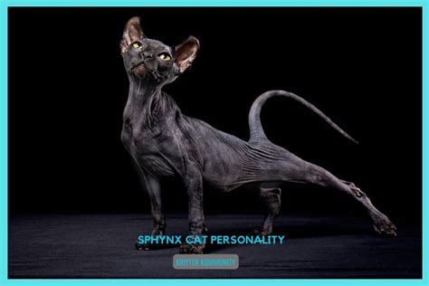 Answering Your Questions About The Sphynx Cat Personality 2023
