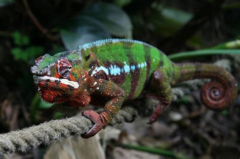 shortest lifespan animal – Panther Chameleon