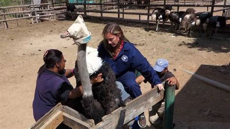 Check spelling or type a new query. Wild ride on an African ostrich! - YouTube