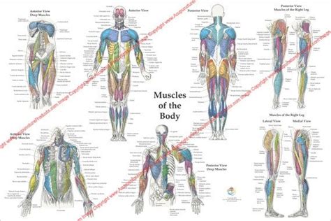 Human Muscle Anatomy Poster Anterior Posterior And Deep Etsy Human