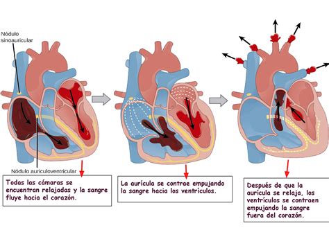 Este Es Una Imagen Que Explica De Manera Sencilla El Ciclo Cardíaco Del