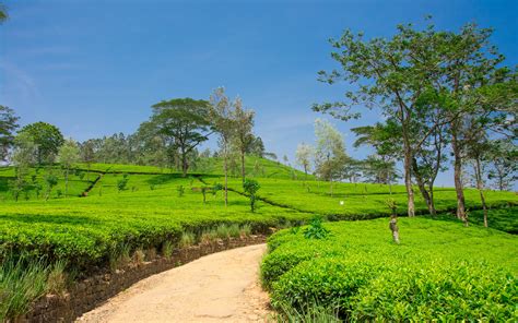 Image Sri Lanka Nuwara Eliya Spring Nature Roads Fields 3840x2400