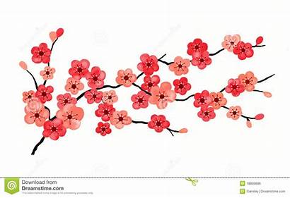 Cherry Blossoms Isolated Royalty Illustration Orange Dreamstime