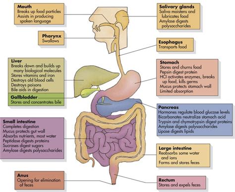 Digestive System Nurse Key