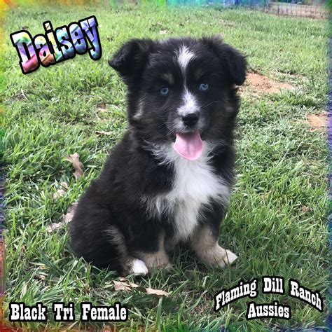 Parents are full ofa cleared and all genetic testing cleared as well. Miniature Australian Shepherd Puppies For Sale | Dallas ...
