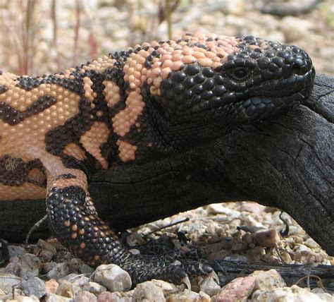 17 Best Images About Gila Monsters On Pinterest Ghost Towns Desert