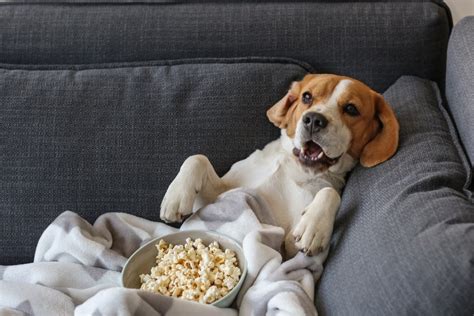 Can Dogs Eat Popcorn Nextrition Pet