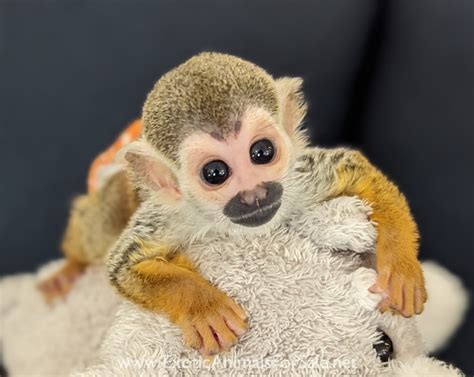 Baby Male Squirrel Monkeys For Sale
